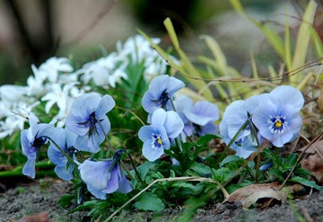 Семена BLUE WHITE BIG PANSY ADONIS 0,4г