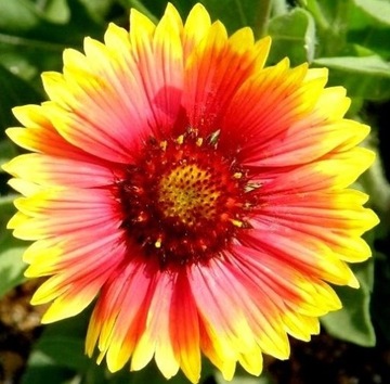 ГАЙЛАРДИЯ ГАЙЛАРДИЯ (GAILLARDIA ARISTATA) СЕМЕНА КРАСИВЫХ ЦВЕТОВ 200 шт.