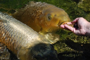 КОРМ ДЛЯ КАРПА КОИ РЫБНАЯ СМЕСЬ FOOD POND