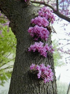 Cercis canadensis - Иудино дерево XXL