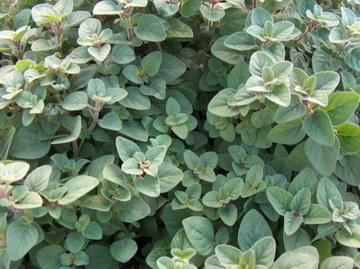 ОРГАНО - ORIGANUM VULGARE 400 СЕМЯН