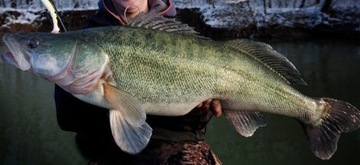 GŁÓWKA JIGOWA GŁÓWKI JIGOWE GAMAKATSU 10g nr 1/0