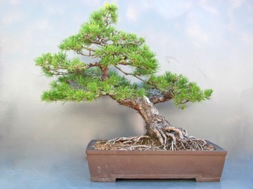 SOSNA CZARNA - PINUS NIGRA S - 20 NASION