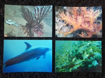 Bumper fishes diving rafa coral 4 pieces, фото