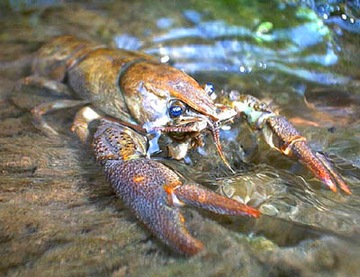 RF Raczki Raczek Rak Relax оригинальный США набор из 5 шт.