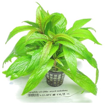 Аквариумные растения Hygrophila salicifolia EASY