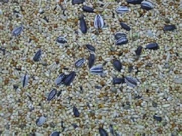 Karma papużka falista Extra 1kg łąkówki,lilianki