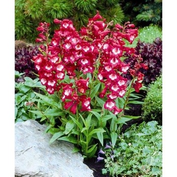 PENSTEMON HARTWEGO LOVELY FLOWERS MIX