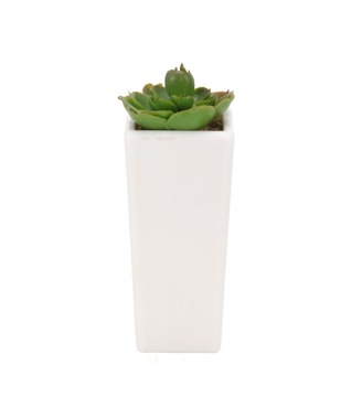 SUKULENT KAKTUS W BIAŁEJ DONICZCE 16cm