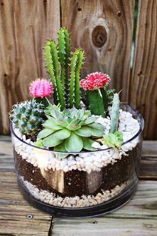 CACTI EXSOTIC HOBBY MIX 0,2 Г НОВИНКА