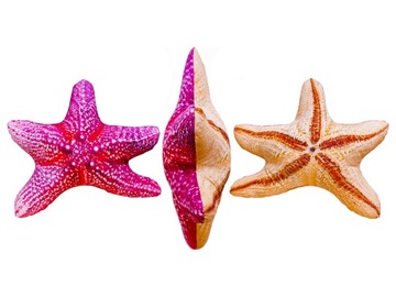 Rozgwiazda Starfish poduszka maskotka 50 cm