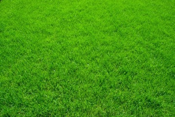 Graminex Grass Mix Wembley Sports Grass 160 м² 4 кг