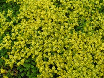 SEDUM-SEDUM SPICY `AUREA` очень декоративен.