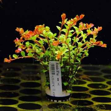 Аквариумные растения Rotala H'Ra ПРЕКРАСНАЯ РЕДКОСТЬ