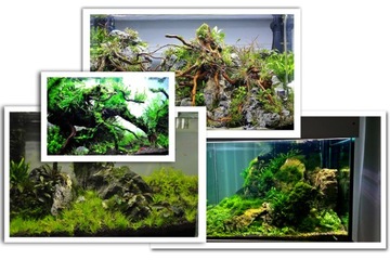 Roślina do akwarium Micranthemum Umbrosum piękne