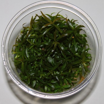 Ludwigia brevipes- In vitro- w żelu- akwa_fan