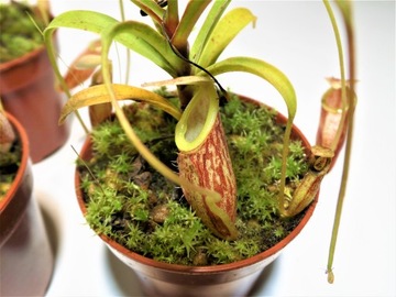 Кислота торфяная Nepenthes KAPTUNICA CEFALOTUS 3л