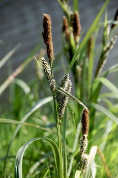 Осока береговая (Carex riparia) Рассада 1000 шт.