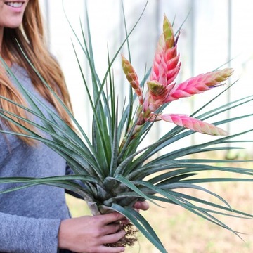 Tillandsia fasciculata - oplątwa