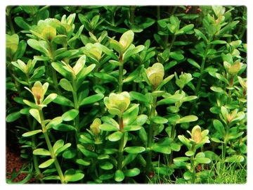 Ammania sp BONSAI rotala БОЛЬШАЯ чашка 10см in vitro