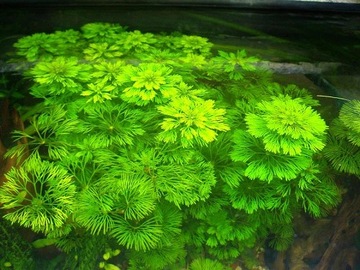LIMNOPHILA SESSILIFLORA hodowla akwa_fan