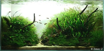 Mech jawajski Java moss kubek 10 cm in vitro