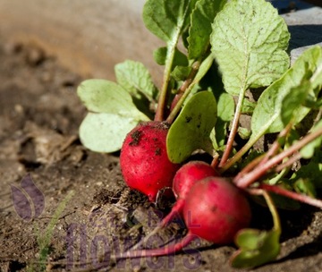 Редис Plenna Carmen (Raphanus sativus) 10г