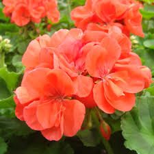 PELARGONIA RABATOWA ŁOSOSIOWA nasiona