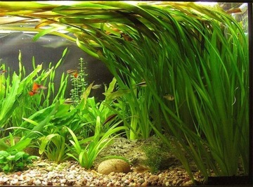Valisneria gigantea akwa_fan