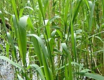 Trzcina pospolita (Phragmites) Sadzonki 50szt !