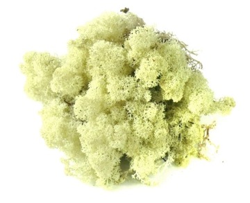 Mech CHROBOTEK RENIFEROWY 50g Natural