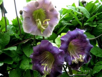 фото ориг. №2, Кобия pnaca фиолетовая rekwiat 1g