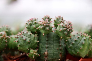 EUPHORBIA PSEUDOGLOBOSA ...необычный молочай.