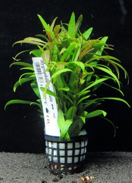 Rośliny do akwarium Hygrophila Araguaia RARYTAS XL