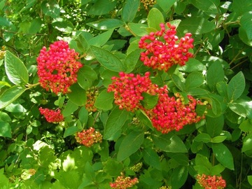 VIBURNUM LANATA - PIRAMIDALNY, MALOWNICZY KRZEW