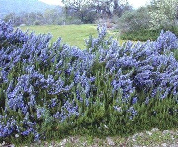 РОЗМАРИН ОФИЦИНАЛИС ROSMARINUS OFFICINALIS СЕМЕНА ДЛЯ БОНСАЙ 50 шт.