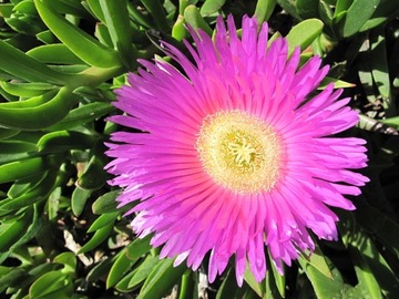 PIGFACE - Carpobrotus edulis - NASIONA