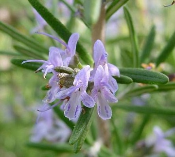 ROZMARYN LEKARSKI ROSMARINUS OFFICINALIS 50 NASION