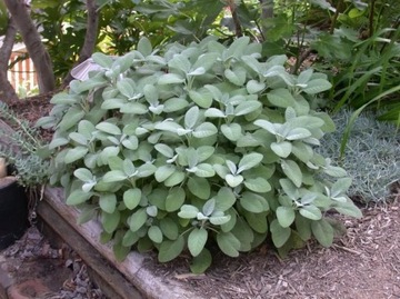 SZAŁWIA LEKARSKA (SALVIA OFFICINALIS) - 70 NASION