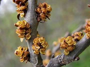 СУКА ОБЫКНОВЕННАЯ МОРСКАЯ HIPPOPHAE RAMNOIDES 50 СЕМЯН