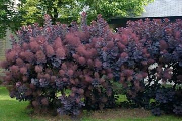 ДЛЯ БОНСАЙ ПОДОЛЬСКОГО ПАРИКА КОТИНУС (COTINUS COGGYGRIA) 40 СЕМЕН