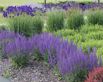 SZAŁWIA LEKARSKA (SALVIA OFFICINALIS) - 70 NASION