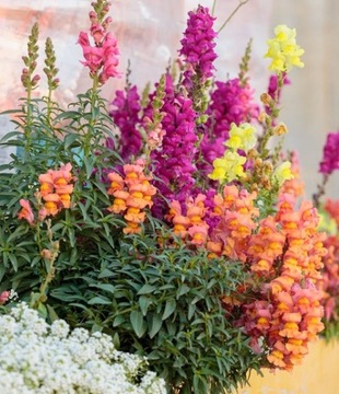 Карликовый львиный зев (ANTIRRHINUM MAJUS NANUM) COLOR MIX 500 СЕМЕН