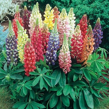 ПЕРМАНЕНТ ЛЮПЕНС LUPINUS POLYPHYLLUS RUSSEL 40 СЕМЕН