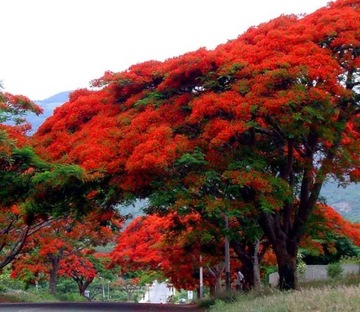 НА БОНСАЙ ПЛАМЯ АФРИКИ - DELONIX REGIA НА БОНСАЙ 3 СЕМЯ