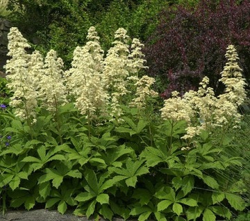 РОДЖЕРСИЯ КАШТАНОВОЛИСТОСТНАЯ (RODGERSIA AESCULIFOLIA) - 100 СЕМЯН