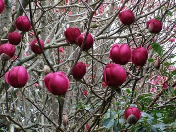 Magnolia 'Black Tulip' DUBELTOWA CIEMNO PURPUROWA