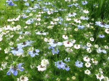 NIGELLA SATIVA NIGELLA 0,5 ГР СЕМЯН