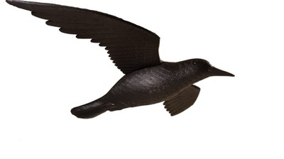 Duży kruk w locie odstraszacz ptaków gryzoni 60cm