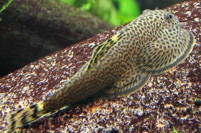 Ryba Cudaczek Przylga Beaufortia kweichowensis